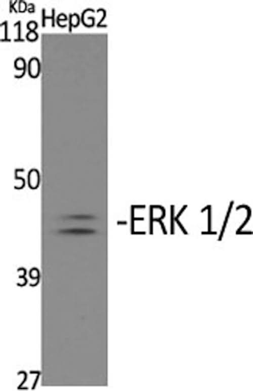 Western Blot analysis of HepG2 cells with Phospho-ERK 1/2 (Tyr204) Polyclonal Antibody at dilution of 1:2000