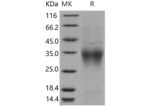 > 95 % as determined by reducing SDS-PAGE.