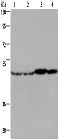 Anti-Human/Mouse/Rat FH Antibody - ABMIUM