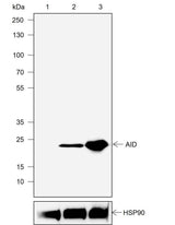 Anti-Human AID Antibody [A767]