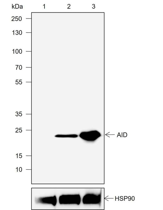 Anti-Human AID Antibody [A767] - ABMIUM