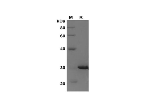 SDS-PAGE analysis of Rat MIF proteins, 2 μg/lane of ReCombinant Rat MIF proteins was resolved with SDS-PAGE under reducing conditions, showing bands at 30 kDa.