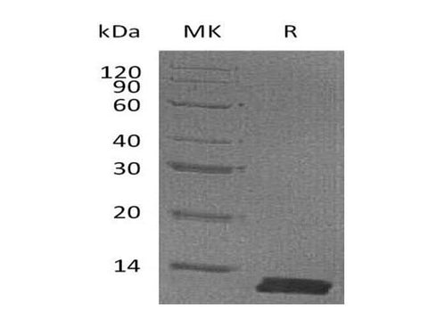 > 95 % as determined by reducing SDS-PAGE.