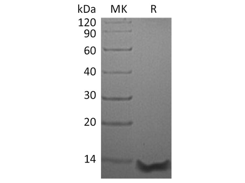 Recombinant Human Eotaxin-3/CCL26 Protein (aa 27-94) - ABMIUM