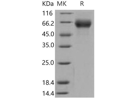 > 97 % as determined by reducing SDS-PAGE.