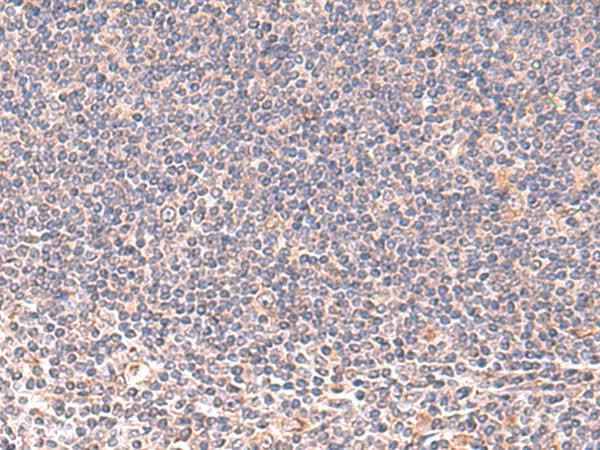 Anti-Human MANSC1 Antibody