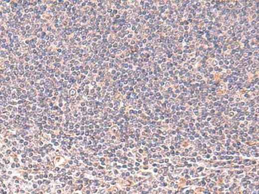 Anti-Human MANSC1 Antibody