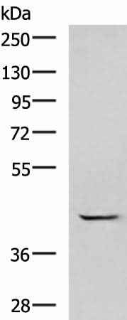 Western blot analysis of A549 cell lysate using GABPB1 Polyclonal Antibody at dilution of 1:1000