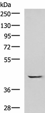 Western blot analysis of A549 cell lysate using GABPB1 Polyclonal Antibody at dilution of 1:1000