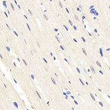 Immunohistochemistry analysis of paraffin-embedded rat heart using HES2 Polyclonal Antibody at dilution of 1:200.