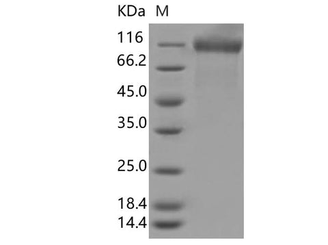 > 95 % as determined by reducing SDS-PAGE.