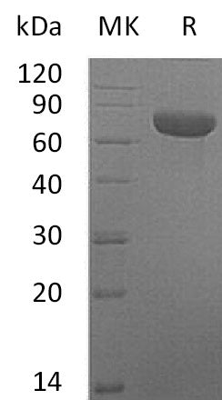 Recombinant Mouse TSLP Receptor/CRLF2 Protein (Fc Tag) - ABMIUM