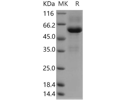 > 90 % as determined by reducing SDS-PAGE.