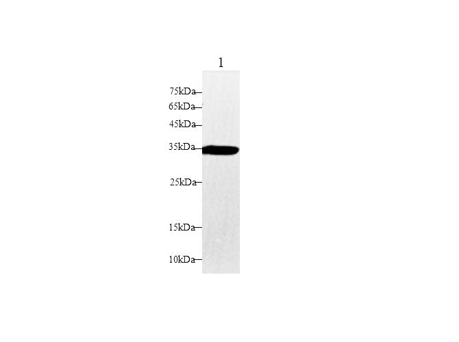 Anti-Mouse DAO Antibody - ABMIUM