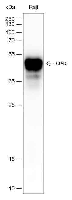 Anti-Human CD40 Antibody [A417] - ABMIUM