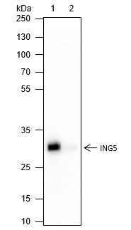 Anti-Human ING5 Antibody [A265] - ABMIUM