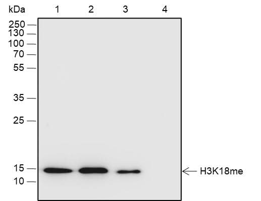 Anti-Human/Rat/Mouse Histone H3 (Mono Methyl Lys18) Antibody [A840] - ABMIUM