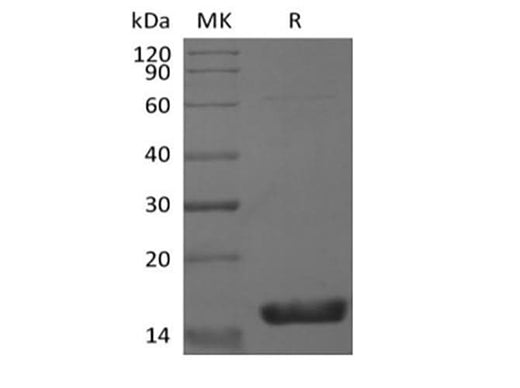 > 95 % as determined by reducing SDS-PAGE.