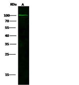 Anti-Human NAALADL1 Antibody [B313]