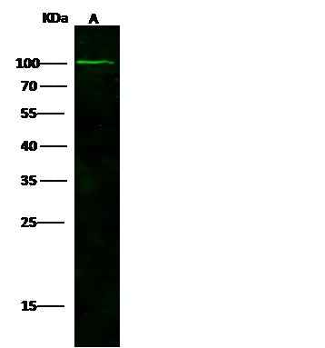 Anti-Human NAALADL1 Antibody [B313]