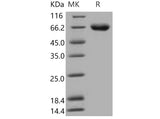 > 98 % as determined by reducing SDS-PAGE.