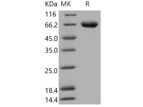 > 98 % as determined by reducing SDS-PAGE.