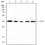 Anti-Human/Rat/Mouse EIF2S1 Antibody [A211]