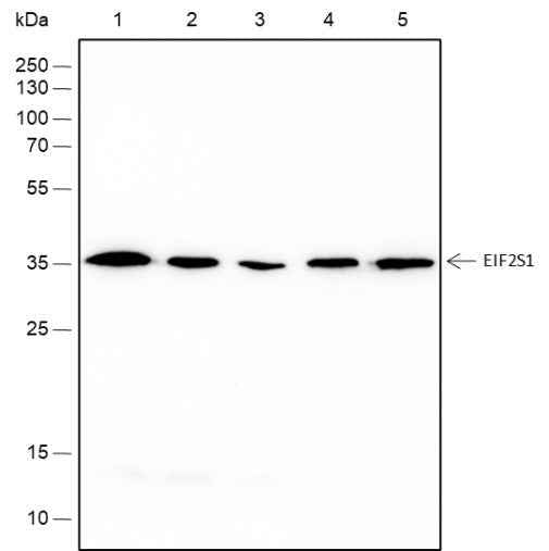 Anti-Human/Rat/Mouse EIF2S1 Antibody [A211]