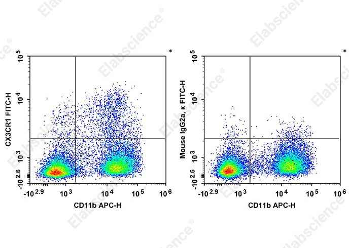 Anti-Mouse CX3CR1 Antibody [SA011F11] - ABMIUM