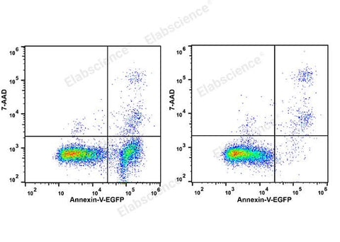 Annexin V-EGFP/7-AAD Apoptosis Kit - ABMIUM