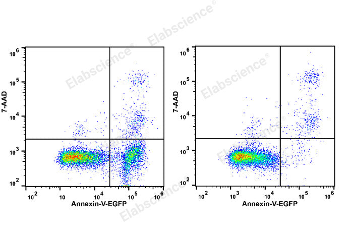 Annexin V-EGFP/7-AAD Apoptosis Kit - ABMIUM