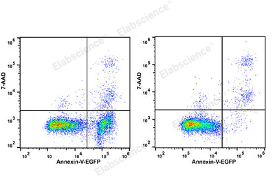 Annexin V-EGFP/7-AAD Apoptosis Kit - ABMIUM