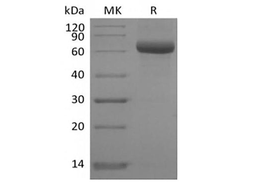 > 90 % as determined by reducing SDS-PAGE.