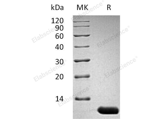 Recombinant Mouse Interleukin-13/IL-13 Protein - ABMIUM
