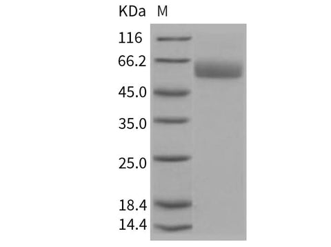 > 97 % as determined by reducing SDS-PAGE.