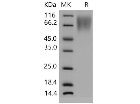 > 95 % as determined by reducing SDS-PAGE.