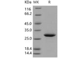 > 97 % as determined by reducing SDS-PAGE.