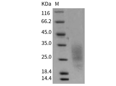 > 90 % as determined by reducing SDS-PAGE.