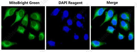 HELA cells were co-stained with MitoBright Green Probe and DAPI Reagent (25 μg/mL) (E-CK-A163)