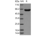 > 95 % as determined by reducing SDS-PAGE.