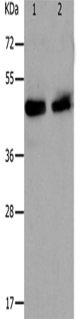 Anti-Human PAWR Antibody - ABMIUM