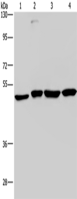 Anti-Human CCR6 Antibody - ABMIUM