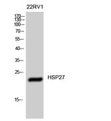 Western Blot analysis of 22RV1 cells using HSP27 Polyclonal Antibody at dilution of 1:1000.