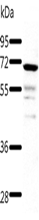 Anti-Human TRAF3 Antibody - ABMIUM