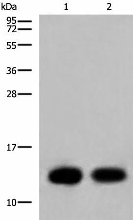 Western blot analysis of Mouse heart tissue and Human heart tissue lysates using COX6C Polyclonal Antibody at dilution of 1:800