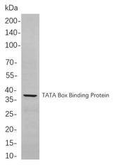 Anti-Human/Mouse/Rat TATA Box Binding Protein Antibody [B806]