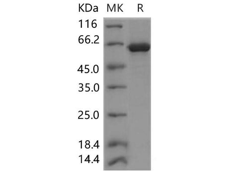 > 95 % as determined by reducing SDS-PAGE.