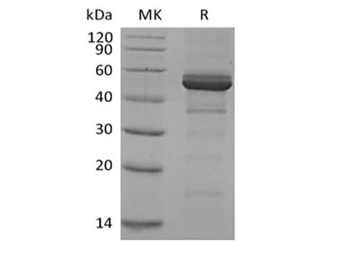 > 85 % as determined by reducing SDS-PAGE.