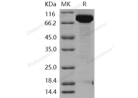 > 93 % as determined by reducing SDS-PAGE.