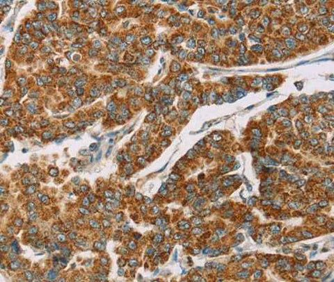 Anti-Human/Mouse DLL4 Antibody